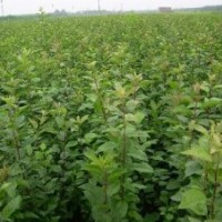 山西蘋果苗，桃樹苗，山楂苗，梨樹苗，棗樹苗，山桃苗