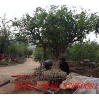 供應山東石榴樹