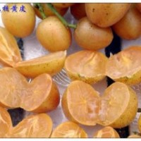 供應雞心黃皮苗 出世甜 優(yōu)良品種果苗 假一賠十正品無核黃皮苗