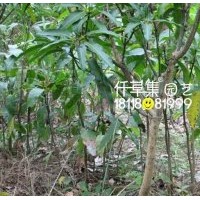 芒果樹苗