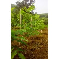 供應(yīng)淶水文玩核桃獅子頭樹苗