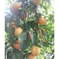 供應(yīng)新品種李子苗油桃苗
