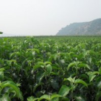 昆明市油桃樹苗出售