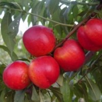 遼寧地區(qū)晚熟桃樹苗