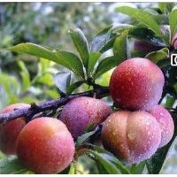 玫瑰李子苗，紫紅李子果苗到海天