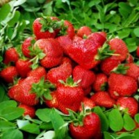 出售文冠果苗、楊樹苗、刺槐苗、七葉樹苗