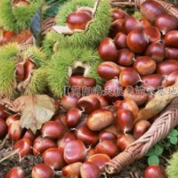 板栗苗品種，嫁接板栗子苗價(jià)格便宜