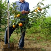 柿子苗批發(fā)|柿子苗種植技術(shù)|柿子苗品種