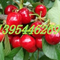 櫻桃苗、櫻桃樹、櫻桃苗價(jià)格、美早紅燈早大果櫻桃苗
