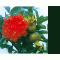 石榴苗供應(yīng) 石榴苗批發(fā) 石榴苗品種