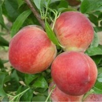 桃苗價格 桃苗品種 桃苗供應(yīng)