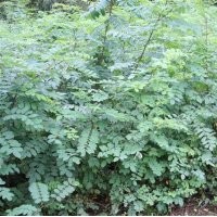 鈣果苗1-2年生鈣果苗掛果鈣果苗農(nóng)大鈣果苗價格