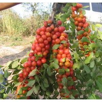 鈣果苗大量出售、優(yōu)質(zhì)鈣果苗大量低價(jià)銷售