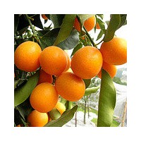 金桔苗，金桔樹(shù)（20-100公分高，2-15公分大）