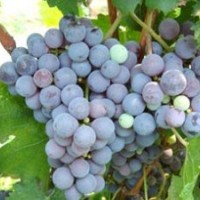 供應(yīng)赤霞珠酒葡萄苗