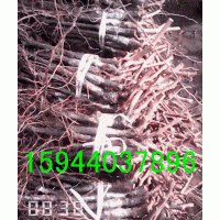 齊齊哈爾哪有賣葡萄苗的？莊河郁金香葡萄苗多少錢一棵？哈爾濱|