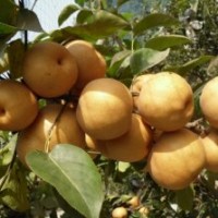 圖-梨苗-新品種梨苗-金秋香梨苗-綠寶石梨苗-皇冠梨苗