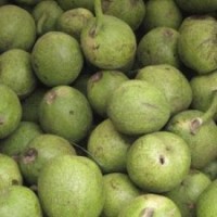 青皮核桃苗價(jià)格