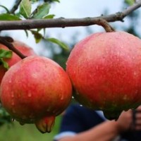 批發(fā)石榴供應(yīng)石榴