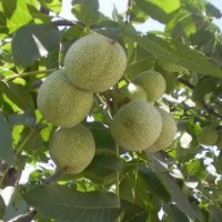 早熟蘋(píng)果 青皮核桃 山桃胡 山杏胡 已上市