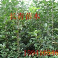 蘋果苗，自家蘋果苗，123蘋果苗