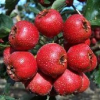 大金星山楂 山楂的功效與作用 喝山楂水的功效