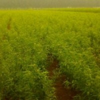 山東桃樹(shù)苗