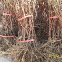 優(yōu)質(zhì)巨峰葡萄苗