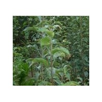 供應柿子苗，柿子樹