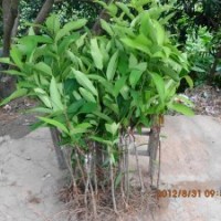 供應果樹苗 蓮霧苗 黑金剛蓮霧苗 大葉紅蓮霧苗 巴掌蓮霧苗等等品