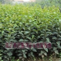 供應(yīng)柿子苗