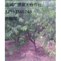 3-8公分山桃樹出售、山桃樹供應