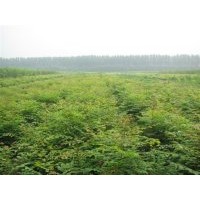 北欒苗，北欒苗，北欒苗北欒苗