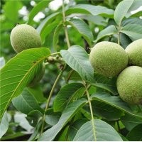 出售山楂苗.核桃苗。蘋果苗