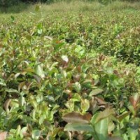 苗圃油茶苗,高產(chǎn)油茶樹苗,香樟樹、桂花樹