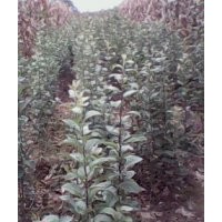 低價出售蘋果苗