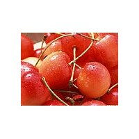 山西優(yōu)質(zhì)櫻桃苗