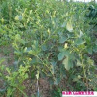 大五棱、大金星山楂苗