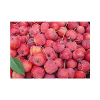 想吃八棱海棠果嗎？自己種一棵吧！