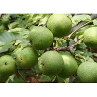 獨(dú)特嫁接核桃苗