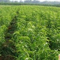 優(yōu)質(zhì)桃苗