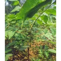 供應(yīng)果材兼用型美國黑核桃嫁接苗1200株