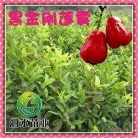 供應(yīng) 臺(tái)灣新引進(jìn)優(yōu)質(zhì)黑金剛蓮霧 盆栽綠化果樹(shù)苗木批發(fā)