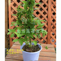 出售藍(lán)莓盆景
