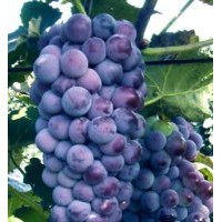 出售蜜汁葡萄苗，吉林省蜜汁葡萄苗基地，黑龍江夏黑葡萄苗