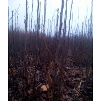 梨樹苗、梨樹苗價(jià)格