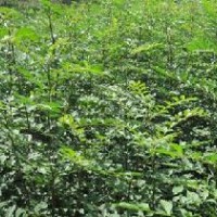 【花椒苗】花椒苗種植-品種花椒苗-山西優(yōu)質(zhì)花椒苗