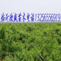 農(nóng)戶自產(chǎn)自銷桃樹
