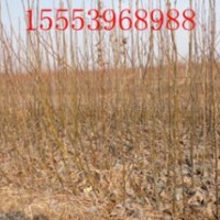 大量出售梨樹(shù)苗