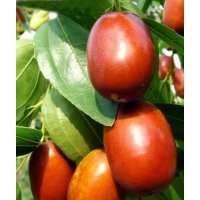 山西運(yùn)城棗樹苗